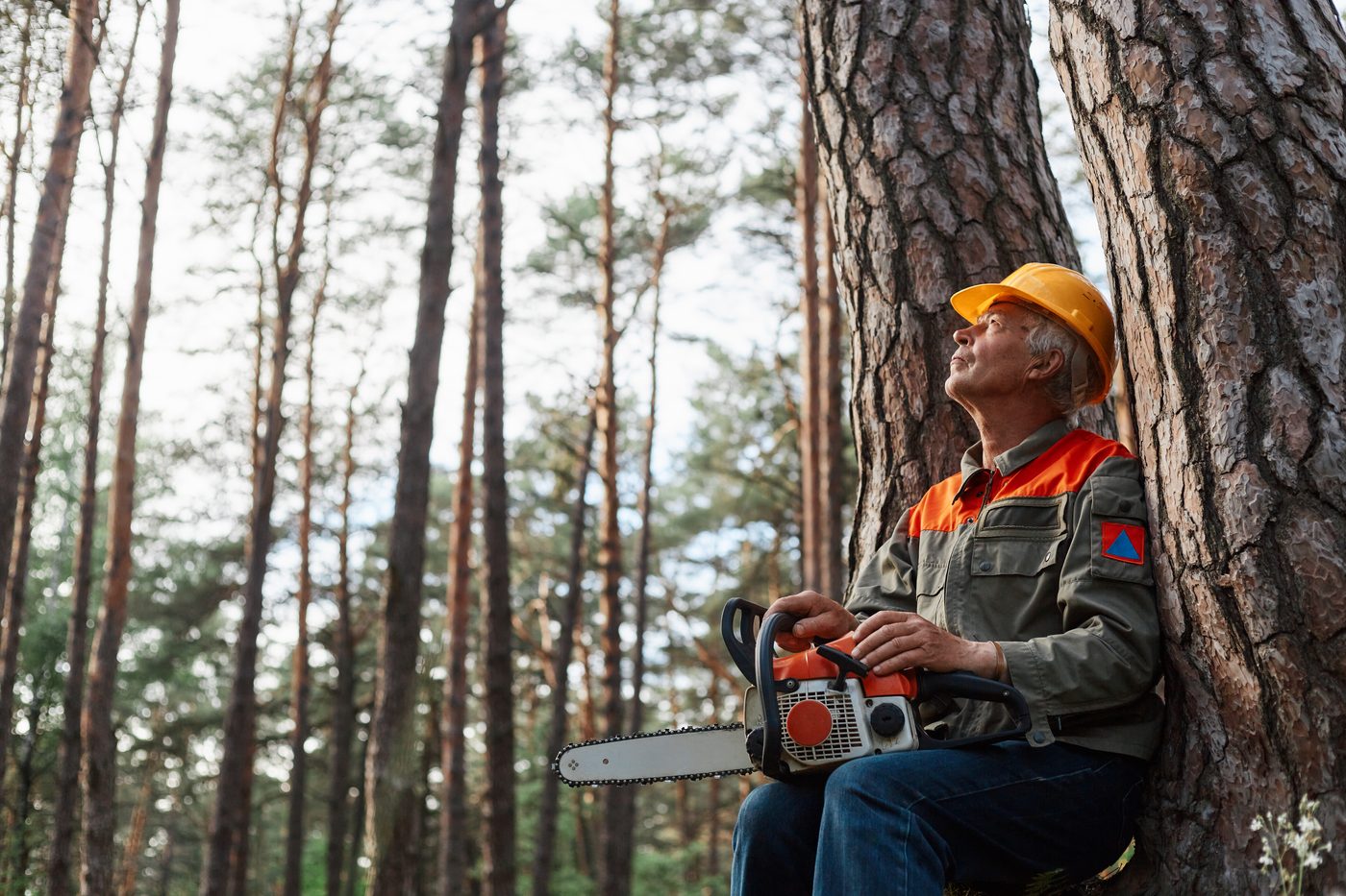 Arborist resting beside a pine tree with a chainsaw in a forest